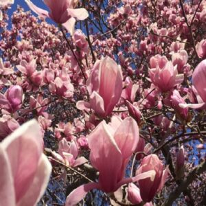 Pantry Preparedness with Chocolate Recipes: 2 Cookies and a Brownie Image